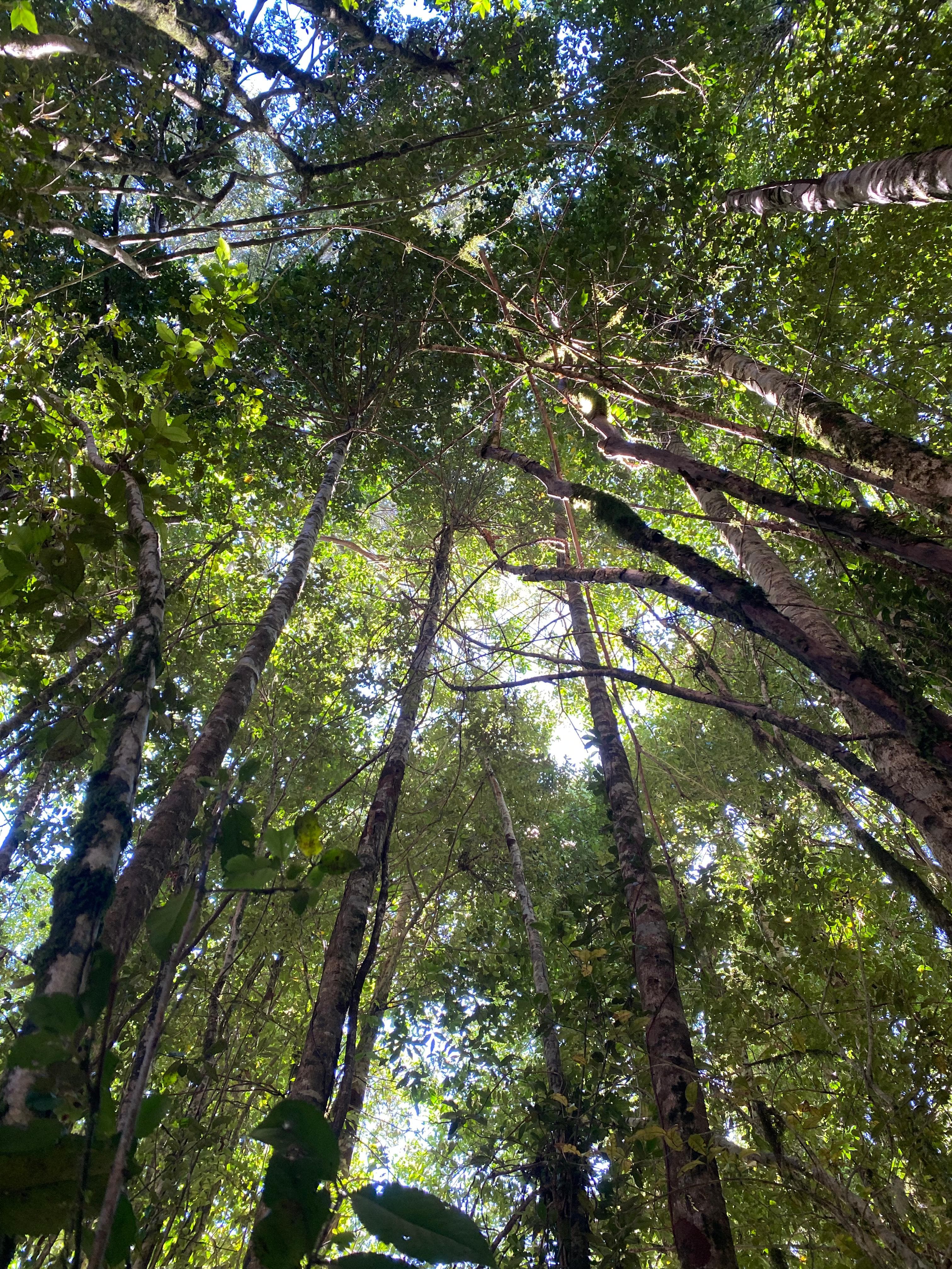 Bosque nativo preservado