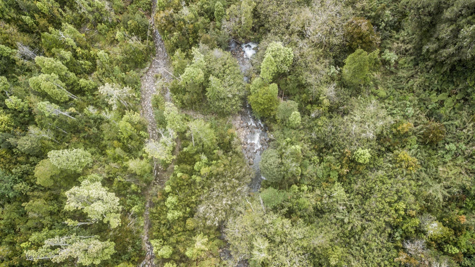 Vista aérea del río Pato serpenteando entre el bosque nativo