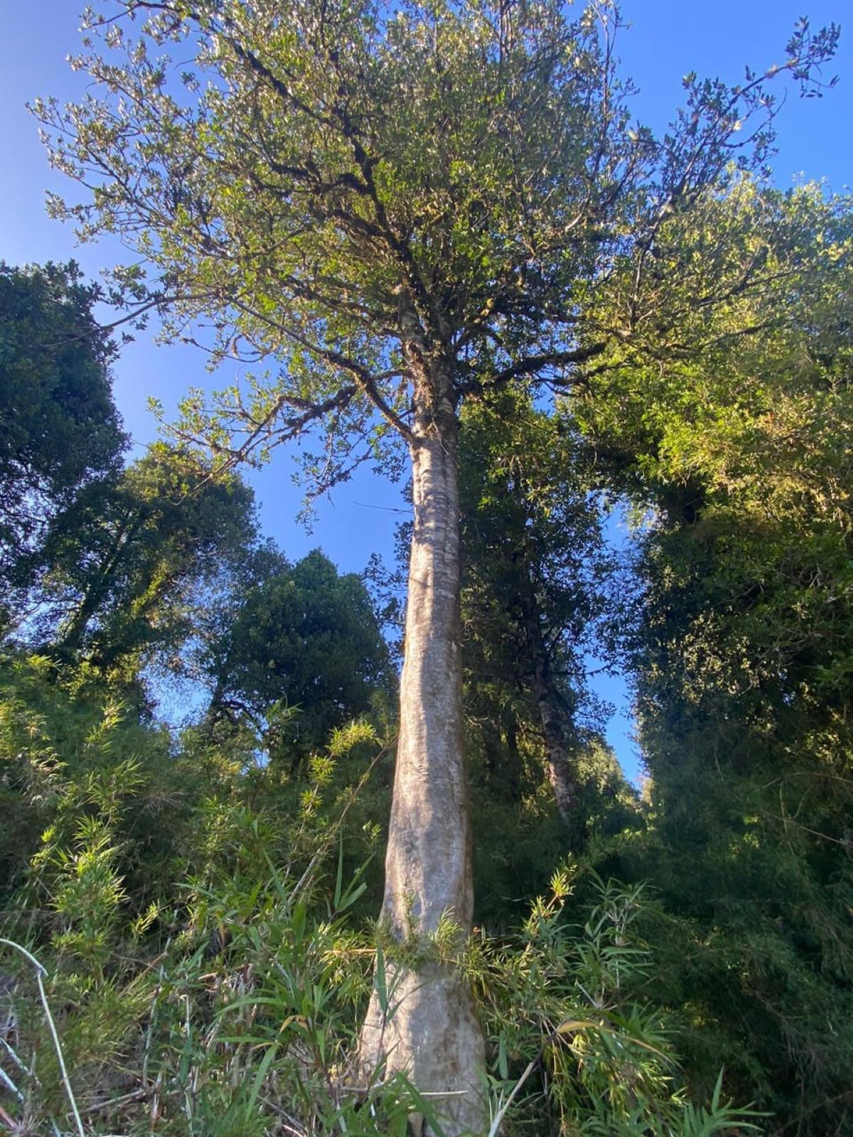 Uno de los árboles del parque
