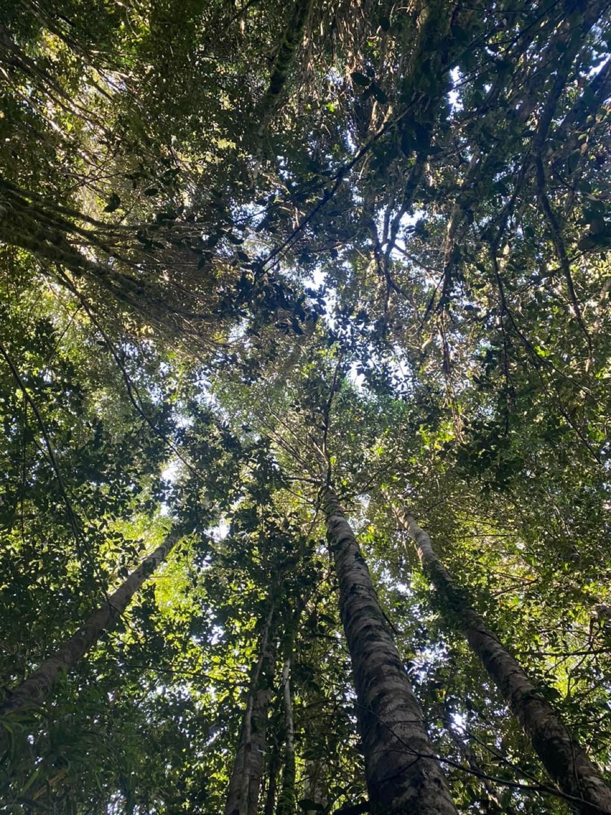 Bosque nativo del parque, mirando hacia las copas