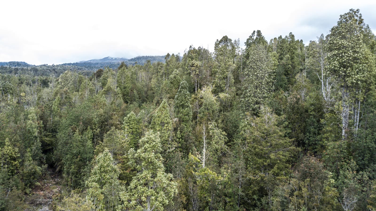 La extensión del bosque nativo hasta el horizonte