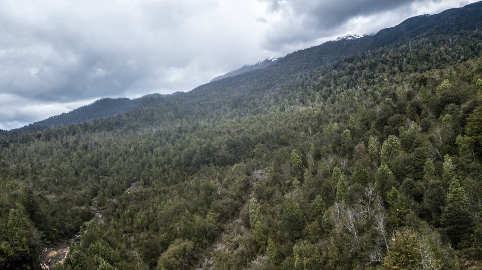 La ladera del cerro cubierta de bosque