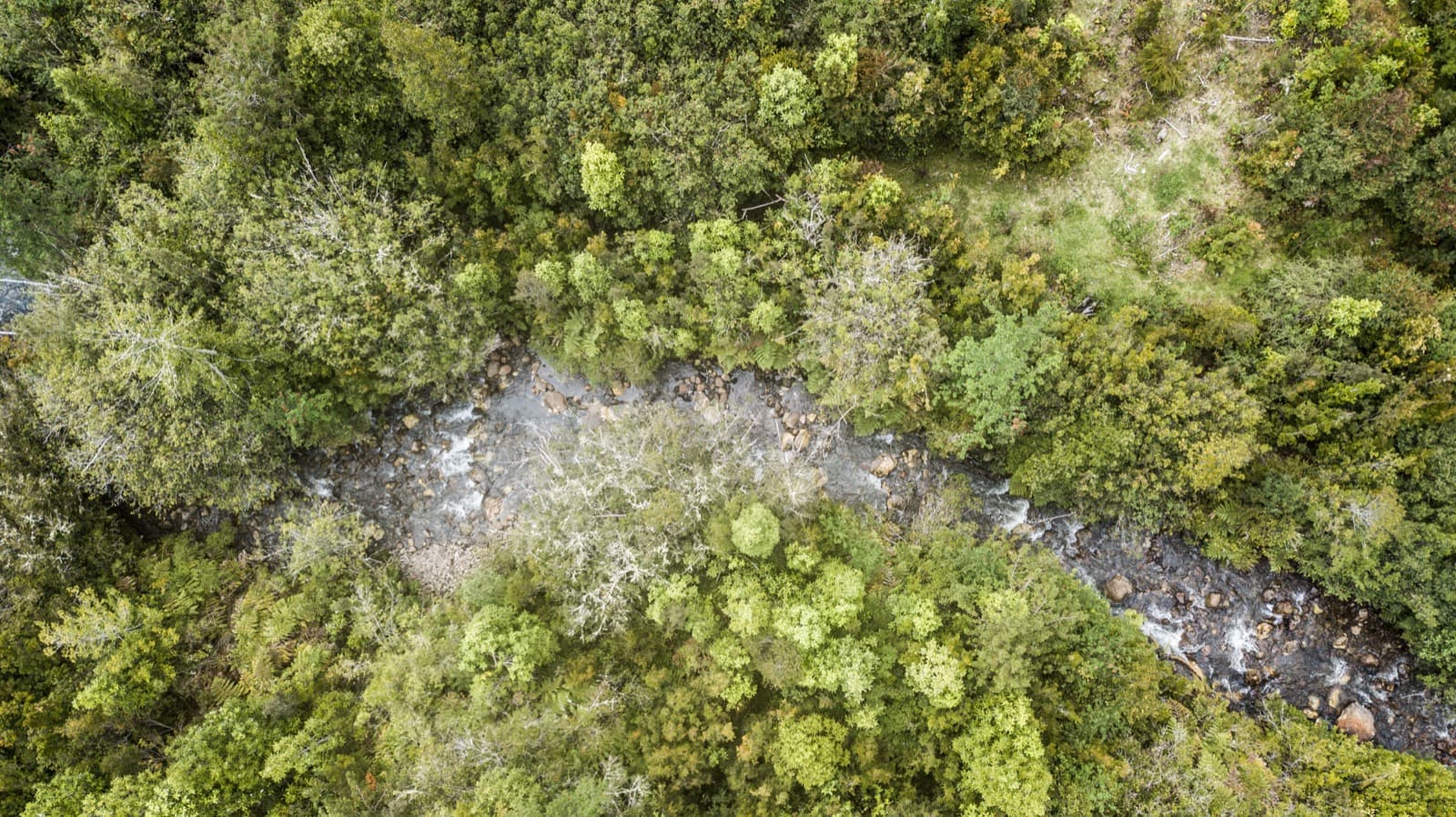 El río Pato serpenteando entre el bosque, desde el aire