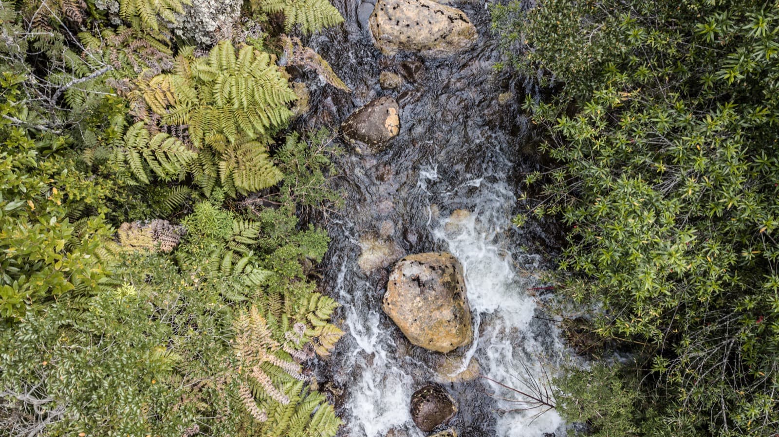 Aguas cristalinas entre helechos, tomado con dron