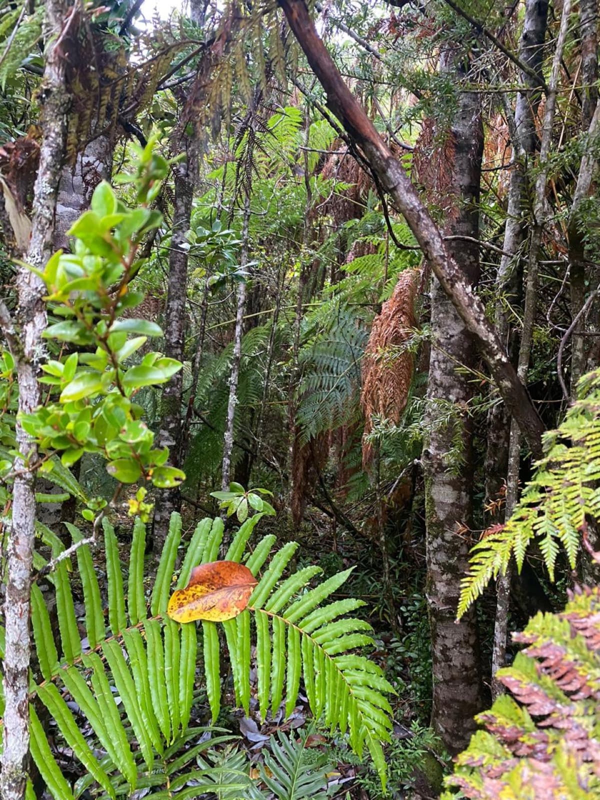 Helechos y quilas del sotobosque