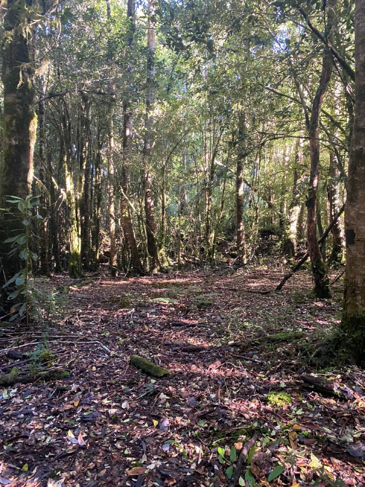 Por dentro del bosque nativo