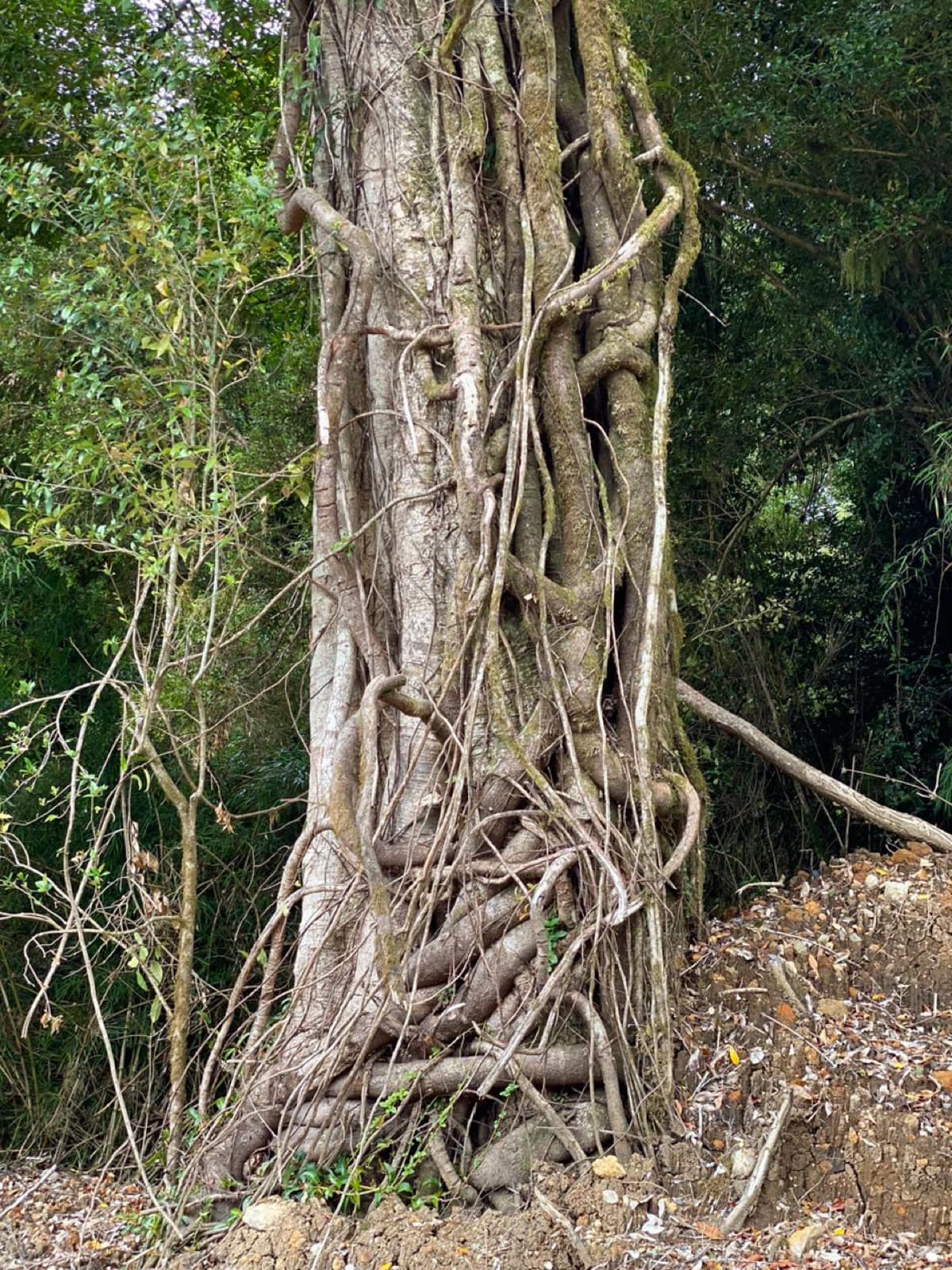 Un tronco antiguo cubierto de enredaderas