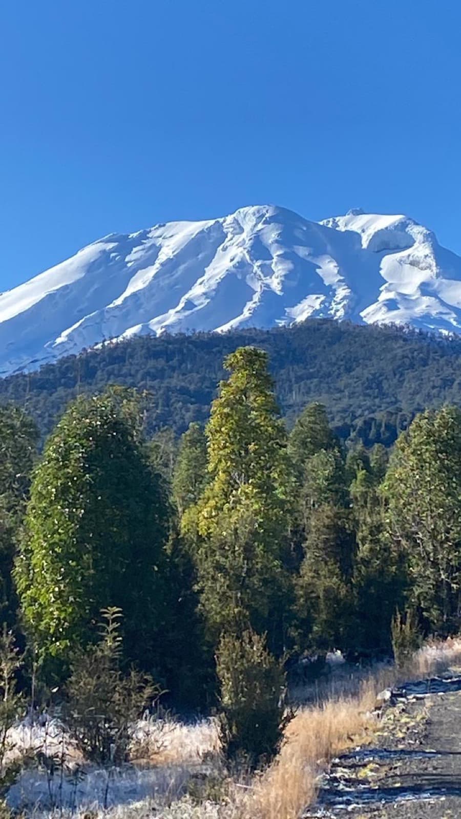 El volcán Calbuco nevado, desde el parque